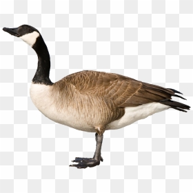 Goose Free Png Images - Canadian Goose Clipart, Transparent Png - goose png
