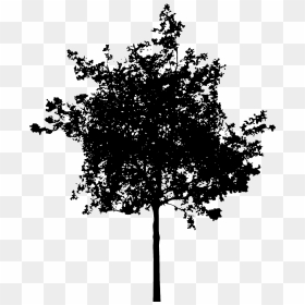 Tree Stock Photo Illustration Of A Tree Silhouette - Transparent Background Tree Silhouette Png, Png Download - trees silhouette png