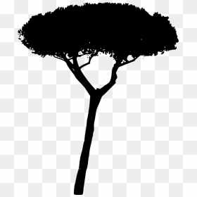 Tree Trees Silhouette 4trueartists Hd Contour Backlit - Portable Network Graphics, HD Png Download - trees silhouette png