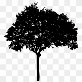 Tree Silhouette High Resolution , Png Download - Silhouette Tree Clipart Transparent, Png Download - trees silhouette png