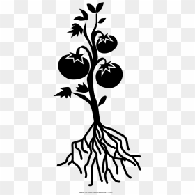 Tomato Plant Coloring Page - Tomato Plant Clipart Black And White, HD Png Download - tomato plant png