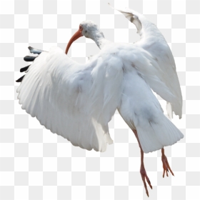 Ibis Bird Png - Snow Goose, Transparent Png - goose png