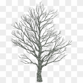 How To Draw Winter Trees - Draw A Tree In Winter, HD Png Download - trees silhouette png
