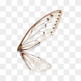 Insects Wings, Hd Png Download - Insect, Transparent Png - bandicam watermark png