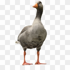Goose Transparent Duck Beak - Goose Transparent Background, HD Png Download - goose png