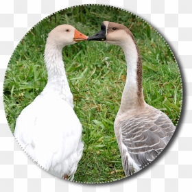 Geese, Png, Animals, Poultry, Isolated, Nature, Bird - Goose, Transparent Png - goose png