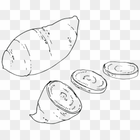 Sketch, HD Png Download - sweet potato png
