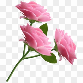 Rose Pink Clip Art - Pink Roses Transparent Background Clipart, HD Png Download - rose emoji png