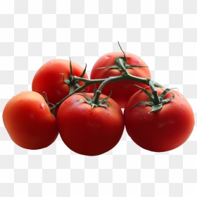 Tomatoes Branch Png Picture - Transparent Background Tomato Images Png, Png Download - tomato plant png