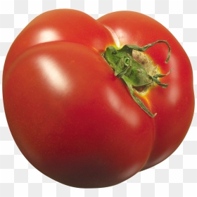 Die Tomate, HD Png Download - tomato plant png
