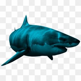 Sharks Png, Transparent Png - great white shark png