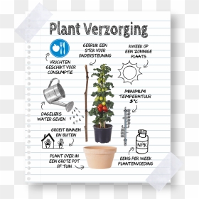 Keep Farmzy Tomato Plants - Flowerpot, HD Png Download - tomato plant png
