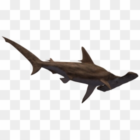 Hammerhead Shark Png - Hammerhead Shark Transparent Background, Png Download - great white shark png
