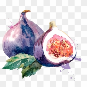 Clip Art Royalty Free Common Fig Watercolor Painting - Fruit Watercolor, HD Png Download - watercolor stroke png