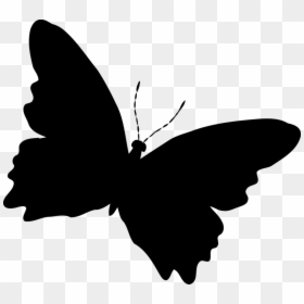 Transparent Background Black Butterfly Png, Png Download - dragonfly silhouette png