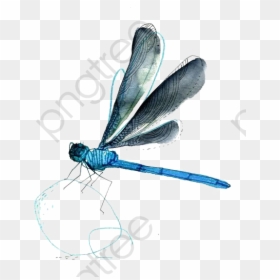 Desenho Libelula, HD Png Download - dragonfly silhouette png