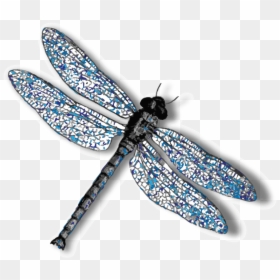 Dragonfly No Background, HD Png Download - dragonfly silhouette png