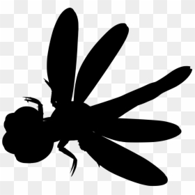 Net-winged Insects, HD Png Download - dragonfly silhouette png