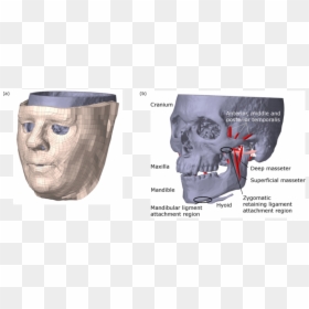 Computed Tomography, HD Png Download - model face png