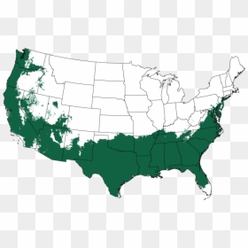 Palm Tree Map Us, HD Png Download - holly berry png