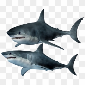 Requiem Shark Png - Great White Shark, Transparent Png - great white shark png