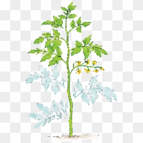 Illustration Of Dust Covered Plant Leaves - Trim A Tomato Plant, HD Png Download - tomato plant png