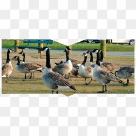 A Gaggle Of Geese - Canada Goose, HD Png Download - goose png