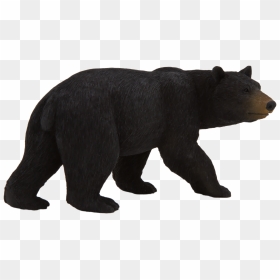 American Black Bear Png Free Pic - Transparent Black Bear Clipart, Png Download - black bear png