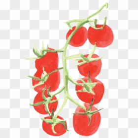File - 小番茄cherrytomato - Plants Of Tomato Watercolor Png, Transparent Png - tomato plant png