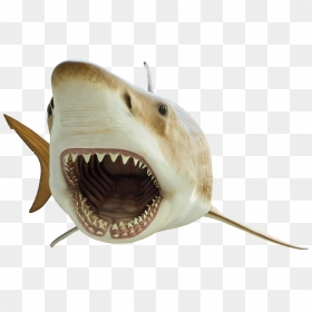 Transparent Megalodon Png - Mega Toothed Shark, Png Download - great white shark png