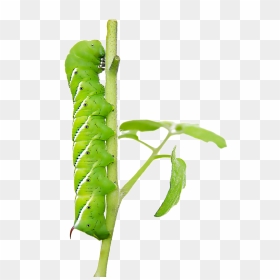 Caterpillar To Butterfly, HD Png Download - tomato plant png