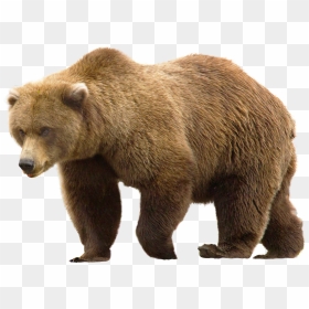 Bear Png Image - Brown Bear Png, Transparent Png - black bear png