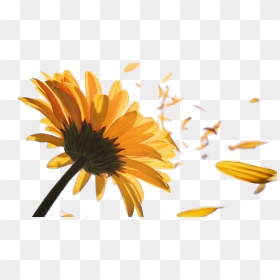 Sunflower Petals Png Png Black And White Library - Sunflower Black And White Png, Transparent Png - petals png