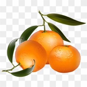 Clip Art Of Citrus Fruit - Free Clip Art Citrus, HD Png Download - oranges png