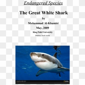Great White Shark, HD Png Download - great white shark png