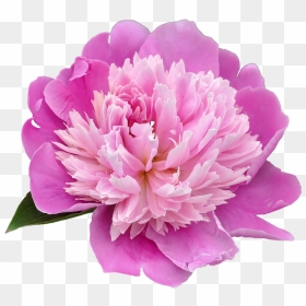 Peony Png Transparent Picture - Peony Png, Png Download - peony png