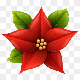 Christmas Poinsettia Transparent Background - Transparent Background Christmas Poinsettia Clipart, HD Png Download - poinsettia png