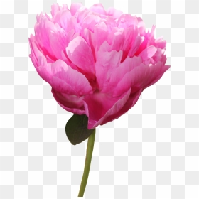 Download Peony Png Picture For Designing Purpose - Peony, Transparent Png - peony png