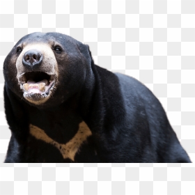 American Black Bear Png Transparent Background - Black Bear Transparent Background, Png Download - black bear png