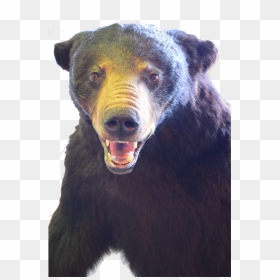 Black Bear Full Mount Bb01 - Sun Bear, HD Png Download - black bear png