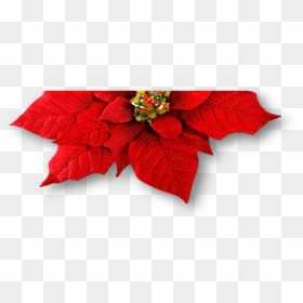 Poinsettia Leaf Png - Red Poinsettias Png, Transparent Png - poinsettia png