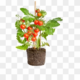 Tomato - Flowerpot, HD Png Download - tomato plant png