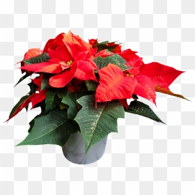 Poinsettias Transparent Background, HD Png Download - poinsettia png