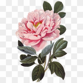 Pink Peony Flower Physical Element Design - Vintage Botanical Prints Peony, HD Png Download - peony png