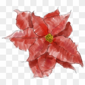 Poinsettia Png Image - Poinsettia Pink Png, Transparent Png - poinsettia png