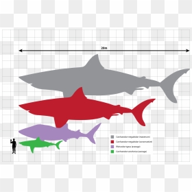 Comparison Bull Shark Size, HD Png Download - great white shark png