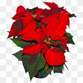 Poinsettia Png Picture - Flower Mexico National Symbols, Transparent Png - poinsettia png
