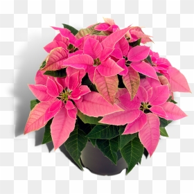 Poinsettia Christmas Plants Houseplant Spurges - Pink Poinsettia Png Transparent, Png Download - poinsettia png