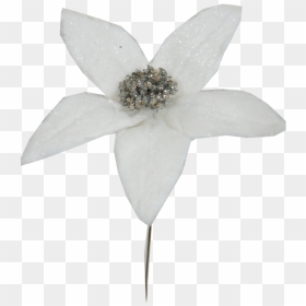 White Glitter Poinsettia Pick - Artificial Flower, HD Png Download - poinsettia png