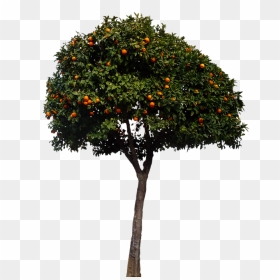 Orange Tree Transparent Hd, HD Png Download - oranges png